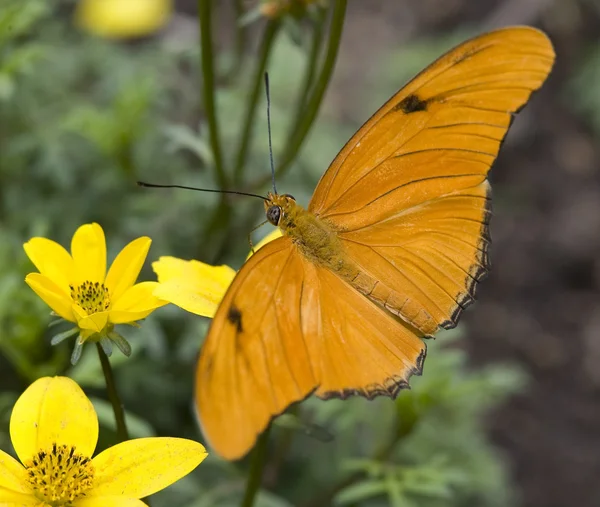 Leuchtend orange Julia-Schmetterling auf gelber Blume — Stockfoto