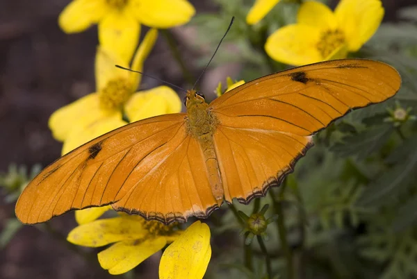 Bright Orange Julia Moth on Yellow Flowers — Stock Photo, Image