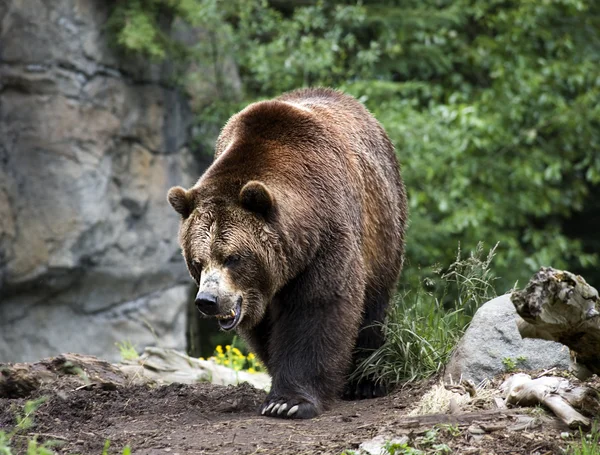 Медведь Кадьяк Браун идет по тропе — стоковое фото