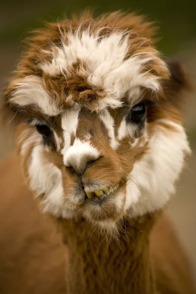 Bawełniane alpaki Lamy twarz — Zdjęcie stockowe
