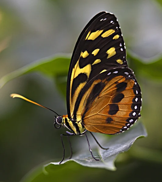 Large Tiger Monarch Butterfly — Stock Photo, Image