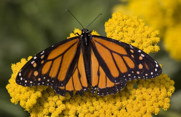 Mariposa monarca sobre flor amarilla —  Fotos de Stock