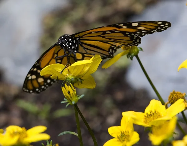 Монарх Метелик на жовтій квітці — стокове фото