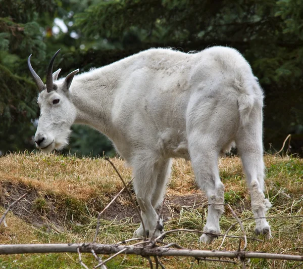 Rocky Mountain Goat — Stockfoto