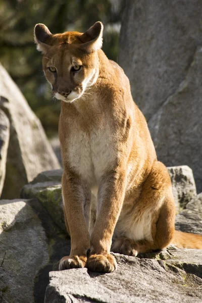 Mountain Lion Cougar à procura de presas — Fotografia de Stock