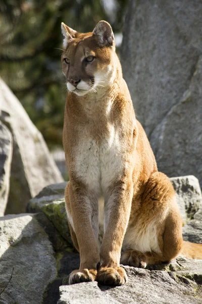 Majestátní horský lev, kterého Puma zblízka a při pohledu — Stock fotografie