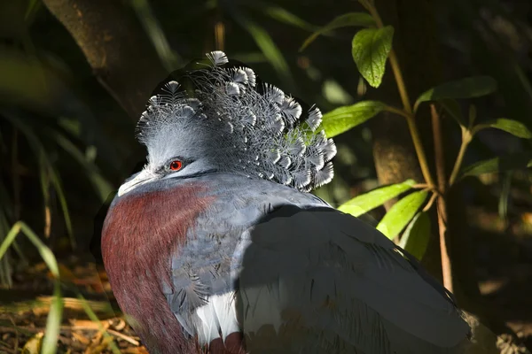 Victoria korunován holub modré peří zářivě červených očí — Stock fotografie