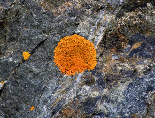 stock image Bright Orange Lichen on Rocks Seward Highway Anchorage Alaska