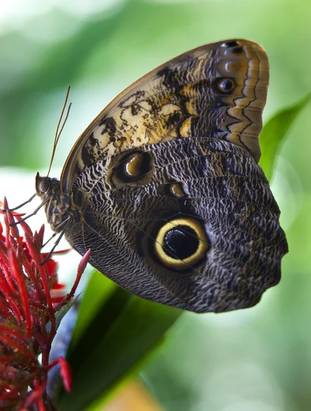 Uil vlinder — Stockfoto