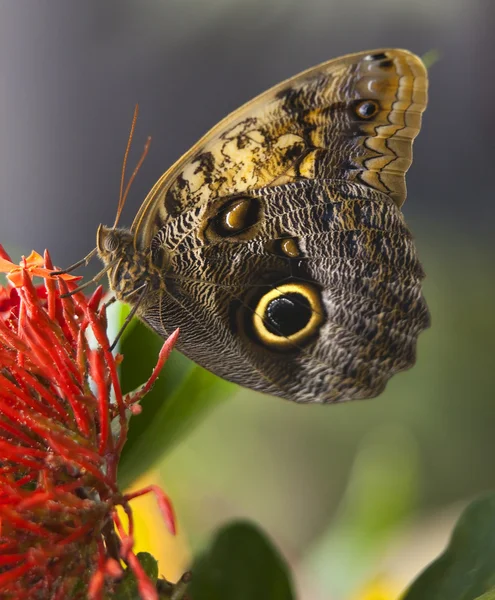 Búho mariposa — Foto de Stock
