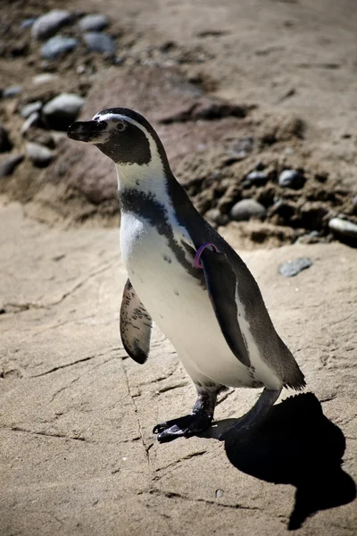 Pinguim-chinstrap — Fotografia de Stock