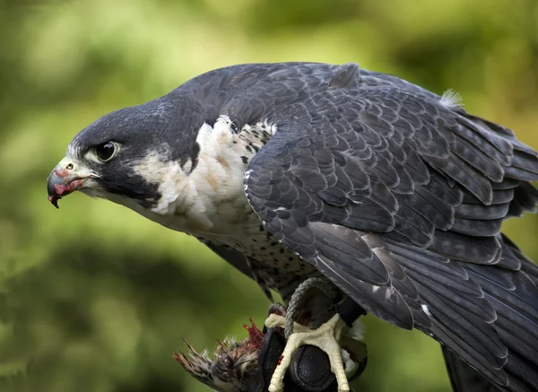 Peregrine Falcon Duck Hawk Eating — Stock Photo, Image