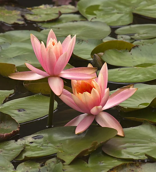 Pink Water Lily with Dragon Fly — Stock Photo, Image