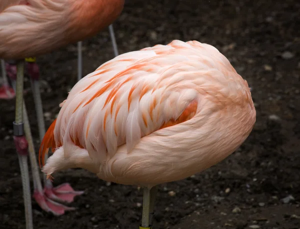 Pink Chilean Flamingo Feathers Ball — Stock Photo, Image