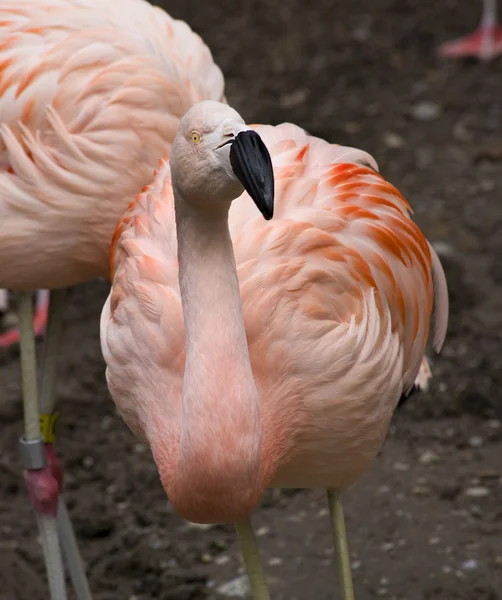 What You Looking At?? Pink Chilean Flamingo Looking at You — Stock Photo, Image