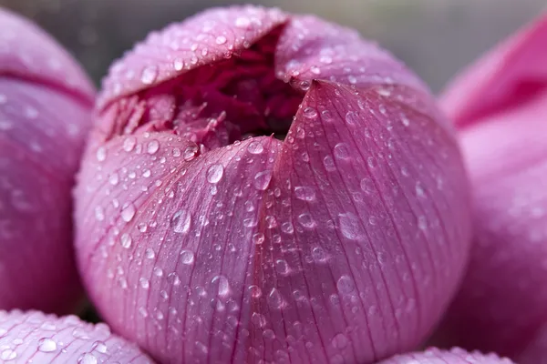 Roze lotus blossoum gesloten hong kong bloemenmarkt — Stockfoto