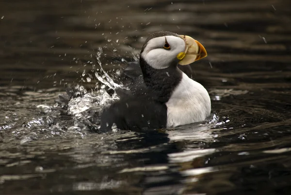 Horned Puffin Spashing with Reflections Аляска — стоковое фото
