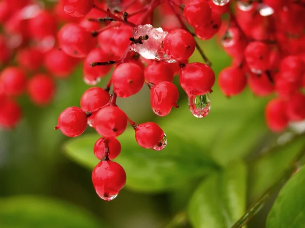Капля воды с красных ягод — стоковое фото