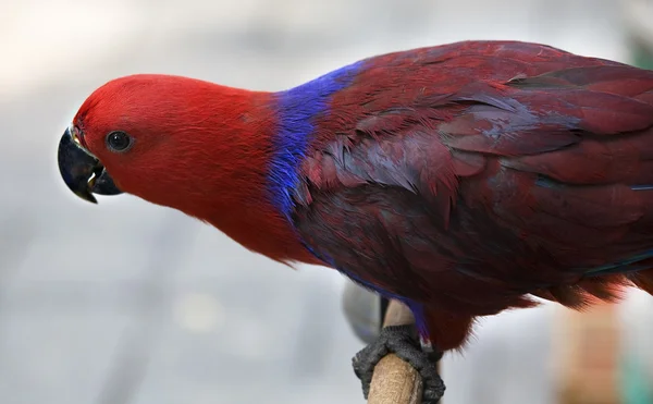 Rode blauwe kastanjebruine eclectus papegaai hong kong bird markt — Stockfoto
