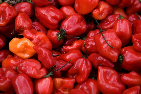 明亮的红色哈瓦那辣椒zářivě červenou habanero chilli papričky — Stock fotografie