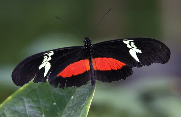 Kırmızı beyaz longwing kelebek yakın çekim — Stok fotoğraf