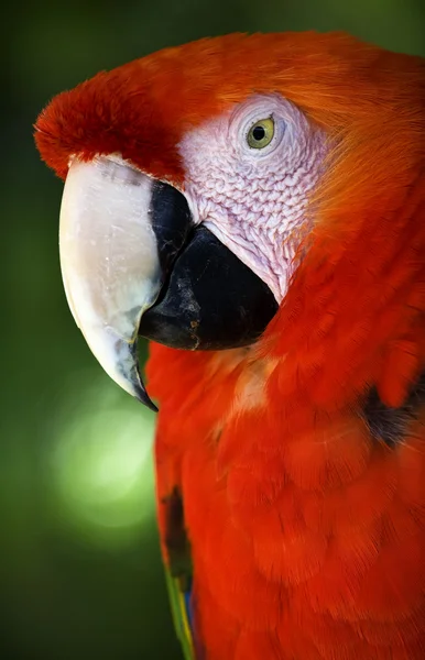 赤い羽を閉じる緋色のコンゴウインコ頭をクローズ アップ — ストック写真