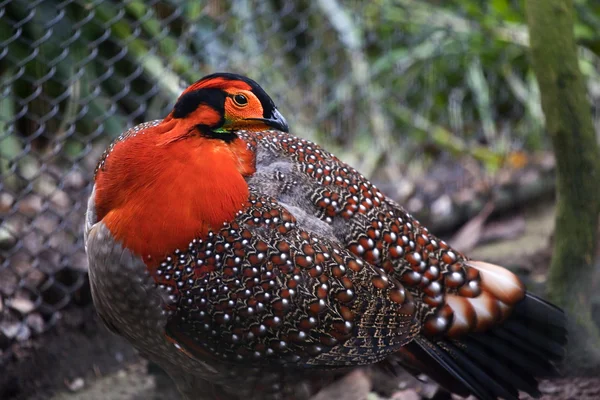 Tragopan Blythii Pheasant Cabeça de penas vermelhas de Blyth — Fotografia de Stock