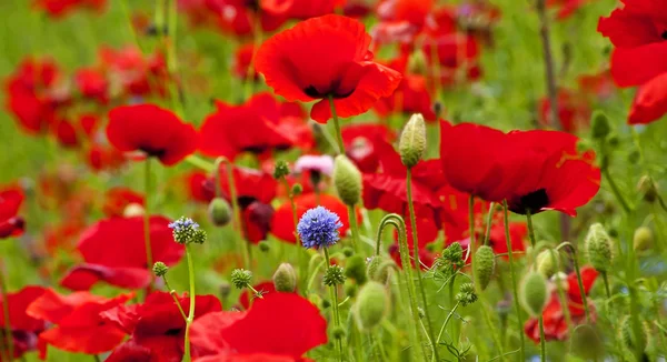 stock image Red Poppies Flowers Blue Clover in Field Snoqualme Washington