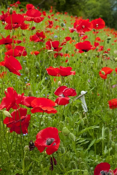 stock image Red Poppies Flowers in Field Snoqualme Washington