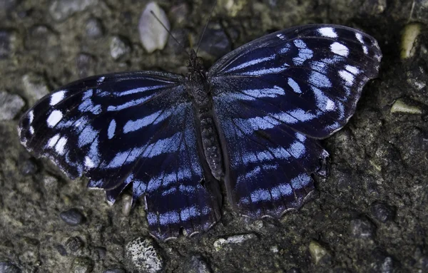 Mariposa azul real —  Fotos de Stock