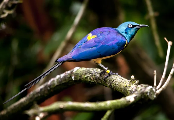 Azul Roxo GoldenYellow Breasted Royal Starling Bird — Fotografia de Stock
