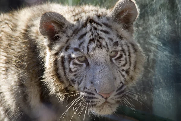 Koninklijke witte bengal tiger cub gezicht schot — Stockfoto