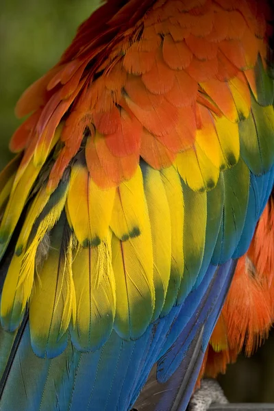 Scarlet Macaw Feathers Close Up — Stock Photo, Image