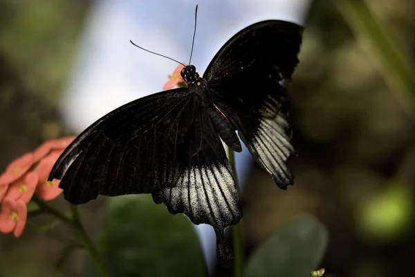 Алая ласточкина бабочка — стоковое фото