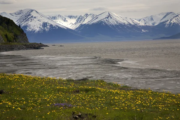 Montañas de nieve Flores amarillas Ocean Seward Highway Anchorage Ala —  Fotos de Stock