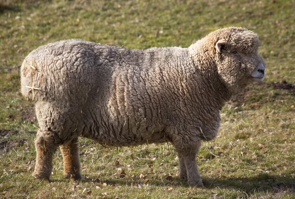 Ovce stojící — Stock fotografie