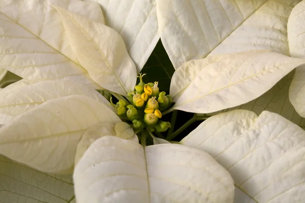 stock image White Poinsetta Snow Cap Christmas