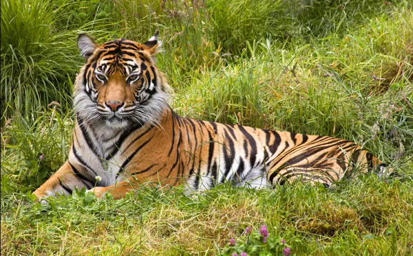 Stora randiga Sumatra tiger avkopplande i gräs — Stockfoto