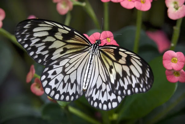 Бумага или бумажный воздушный змей бабочка на розовых цветах — стоковое фото