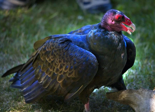 Peru abutre vermelho cabeça corpo preto — Fotografia de Stock