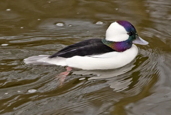 Black White Bufflehead Duck — Stock Photo, Image