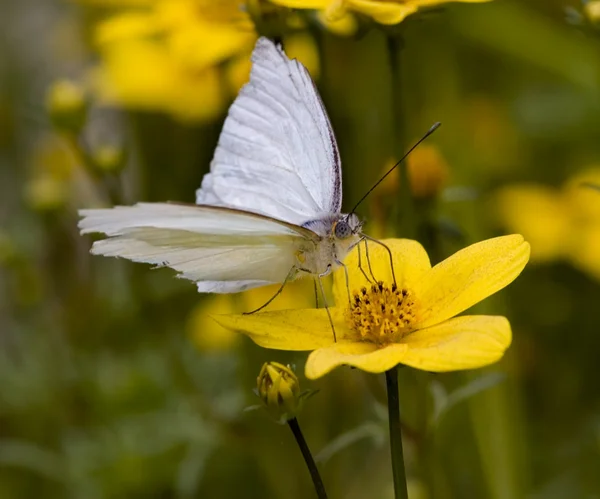 Velké jižní bílý motýl zblízka — Stock fotografie