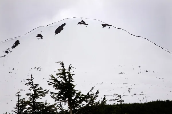 व्हाइट बर्फ माउंटन बाह्यरेखा वृक्ष सीवर्ड हायवे अँकरगे अलास्का — स्टॉक फोटो, इमेज