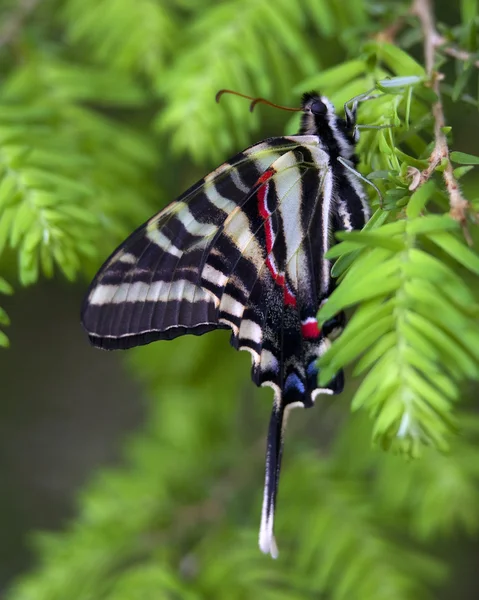 Zebra Papilionidae vlinder close-up — Stockfoto