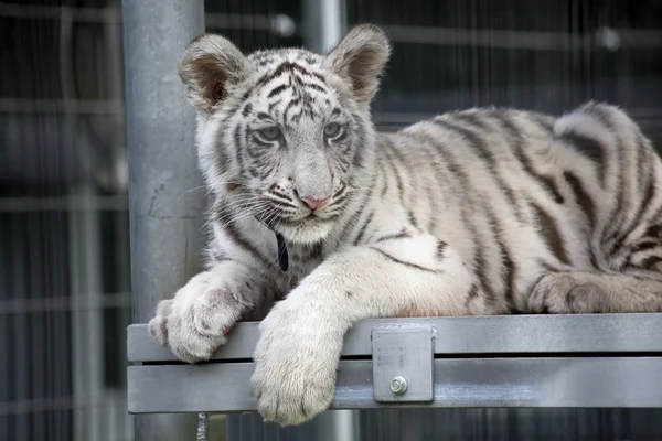 Royal White Bengala Tiger Cub — Fotografia de Stock