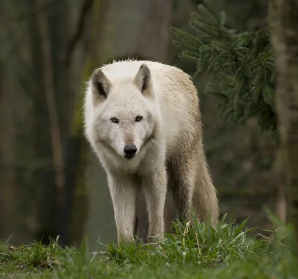 Biały wilk wpatrując się w tłumie — Zdjęcie stockowe