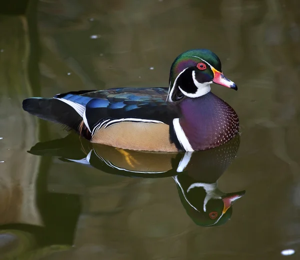 Carolina Wood Duck with Reflection — Stock Photo, Image