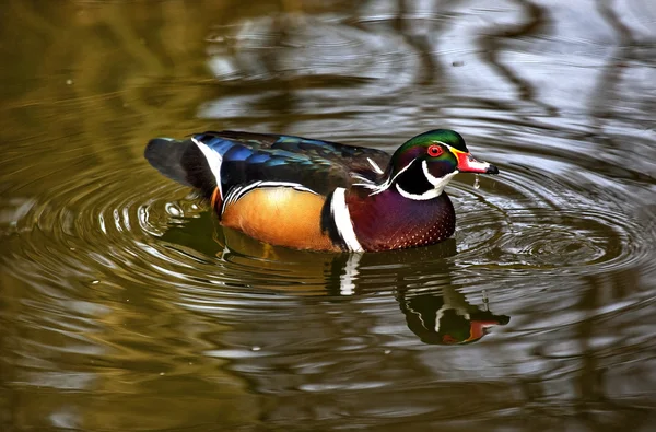 Carolina Wood Duck Drinking with Reflection — Stock Photo, Image