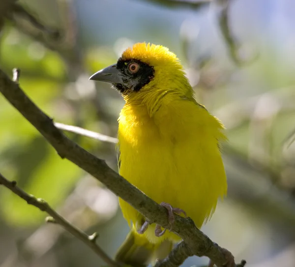 Yellow Bird Red Eye — Stock Photo, Image