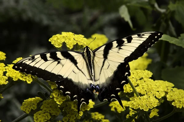 Schwarz-weißer Schwalbenschwanz-Schmetterling auf gelben Blüten — Stockfoto